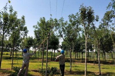 國網(wǎng)天津武清供電公司員工對(duì)逸仙園變電站所帶線路進(jìn)行巡視