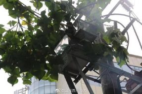 雁江供電公司修理10kV中晶二線上樹枝，變身“伐木工”