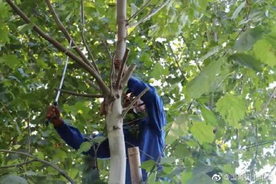 對(duì)輸配電線路開展專項(xiàng)隱患排查，集中清理低壓線路旁的超高樹木