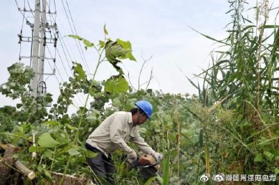 配合周山鎮(zhèn)長(zhǎng)寧村18號(hào)配電臺(tái)區(qū)砍伐電力線旁的超高樹(shù)木