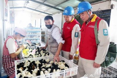 電力秋檢 保障電氣化炕孵禽苗用電