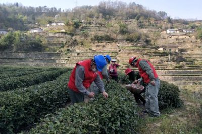 走進(jìn)茶園  供電貼心服務(wù)有保障