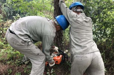 林木尖尖角，為何要砍掉？