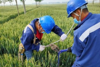 戰(zhàn)疫情 保供電#風(fēng)吹麥成浪，田間施工忙，周末不打烊，供電有保障